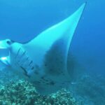 manta ray night snorkel