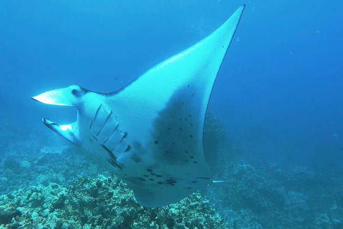 manta ray night snorkel