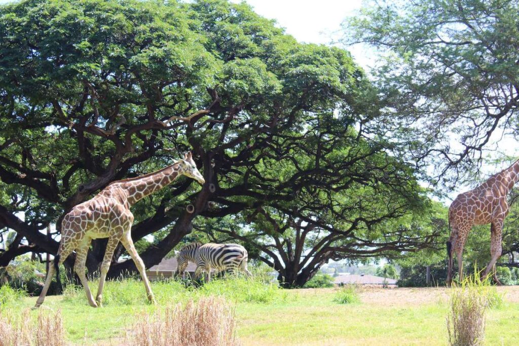 things to do in oahu with kids - Honolulu Zoo