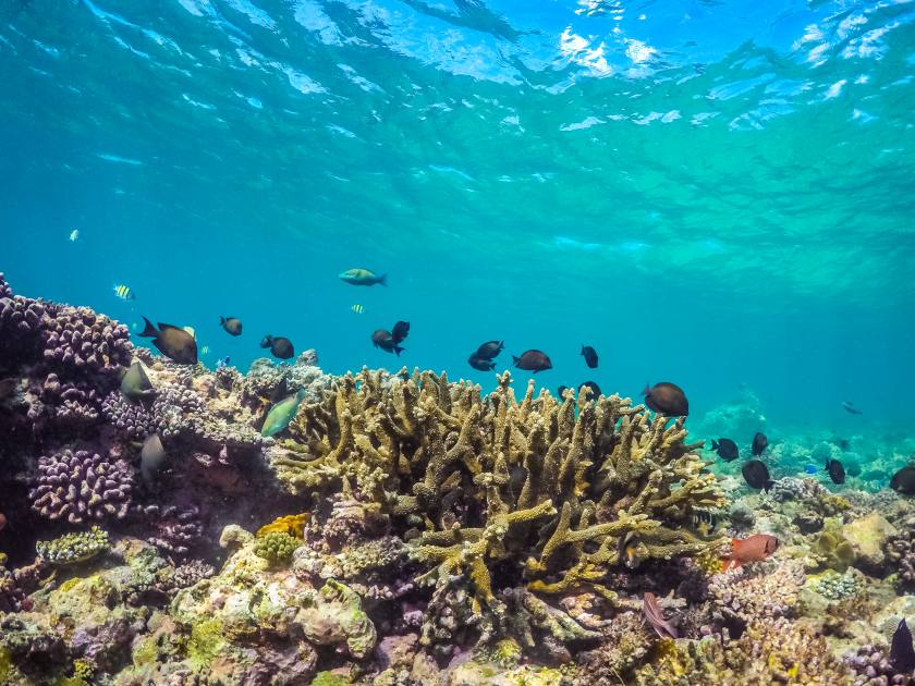 Kuilima Cove snorkeling