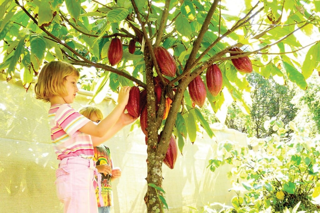 Lydgate Farms Chocolate Tour with kids